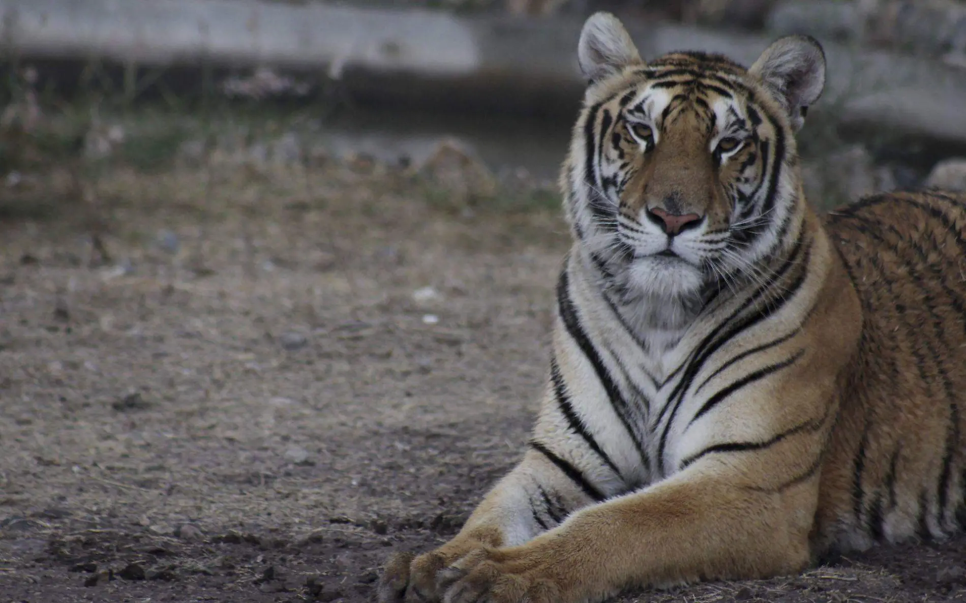 348662_Animales Zoologico Oaxaca4_web